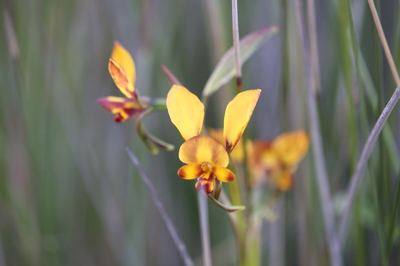 Diuris carecta photo 2