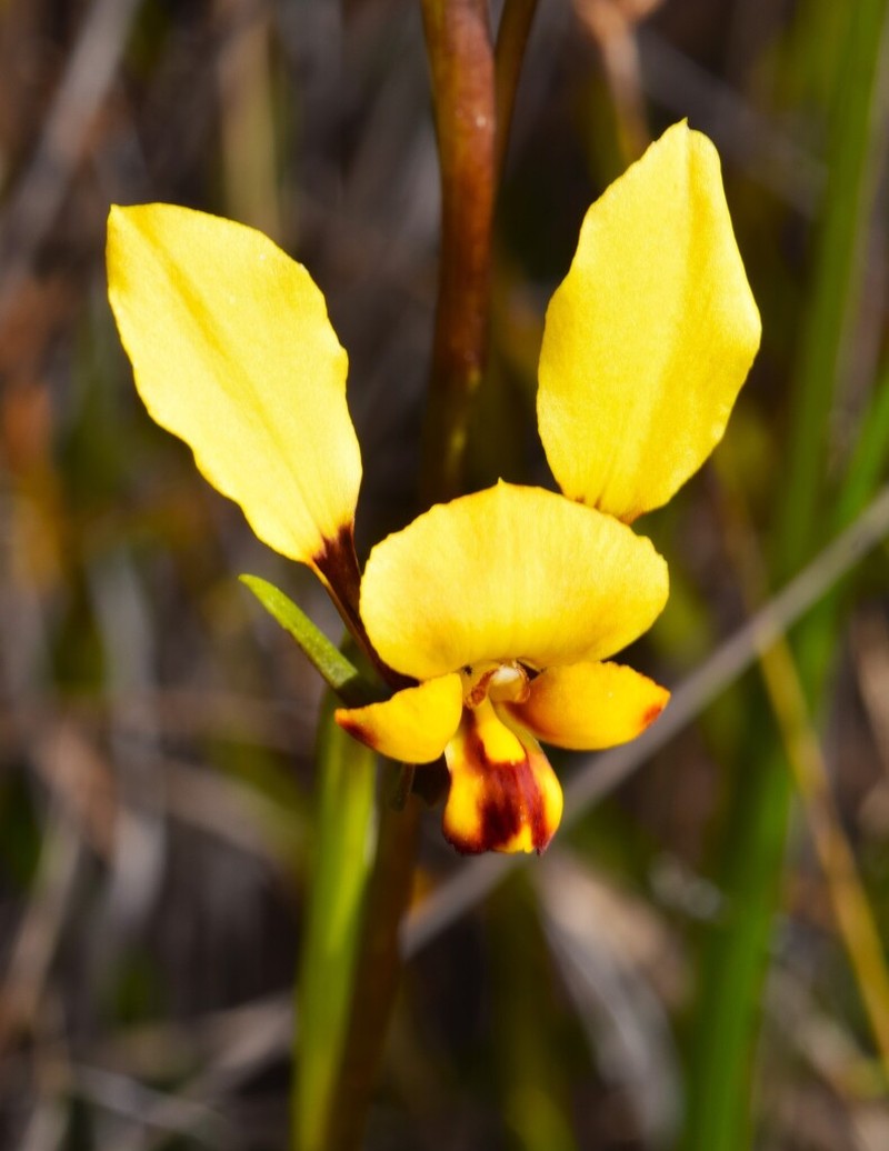 Diuris carecta photo 3