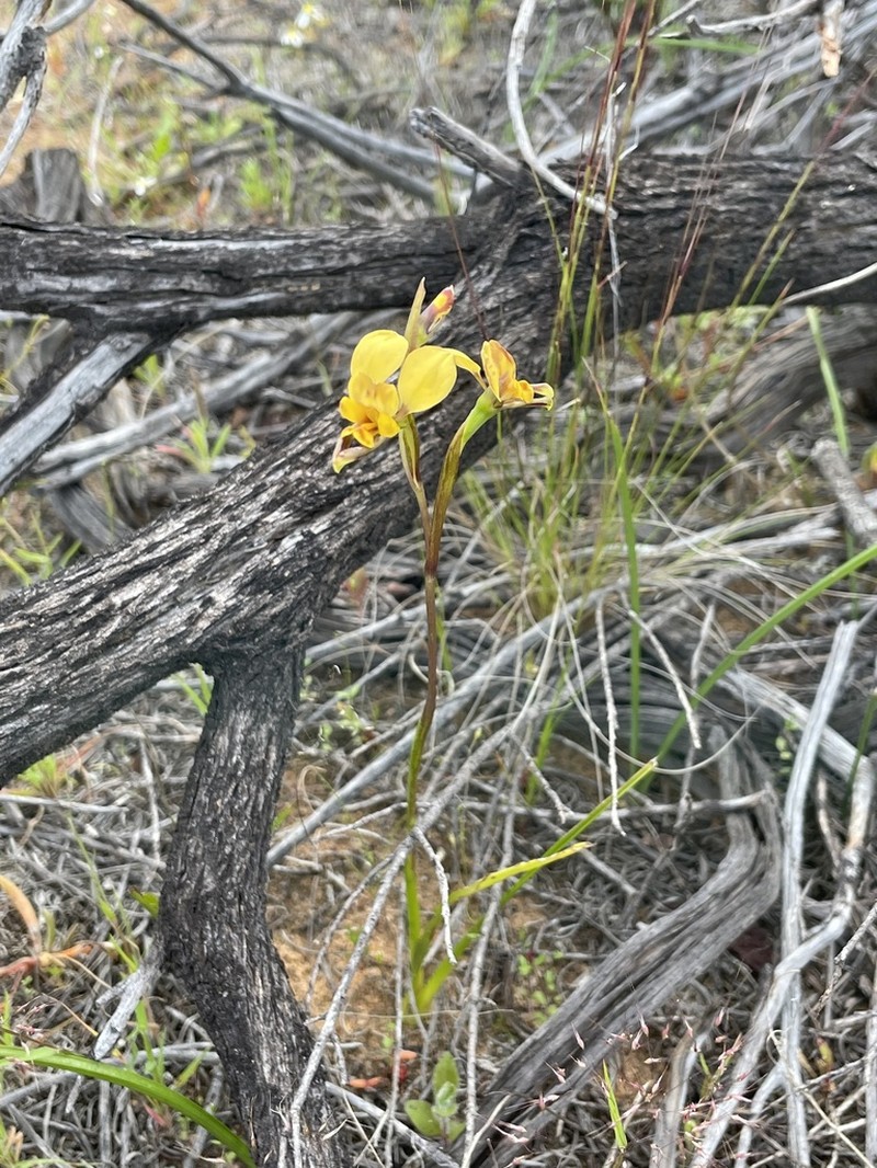 Diuris carecta photo 4