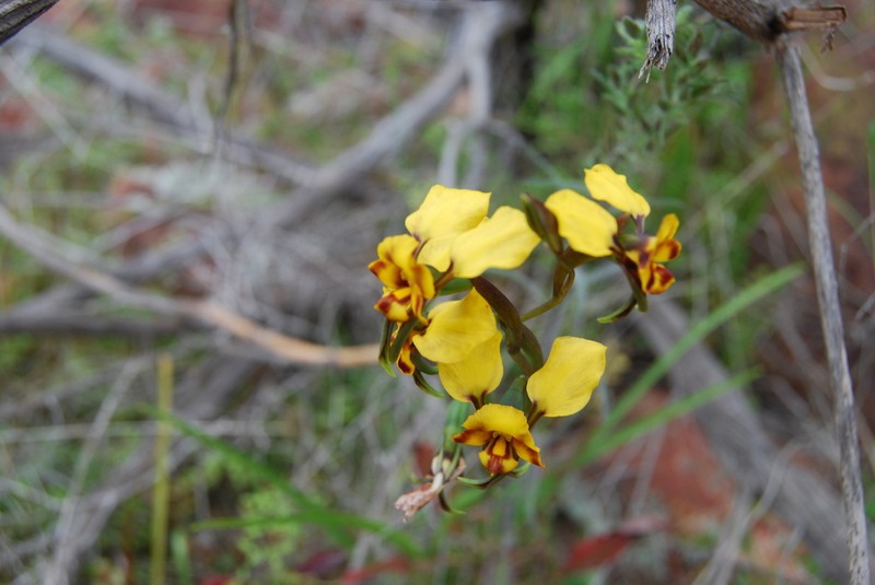 Diuris carecta photo 5