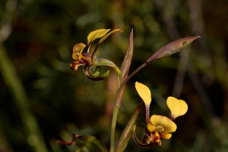 Diuris carecta photo 6