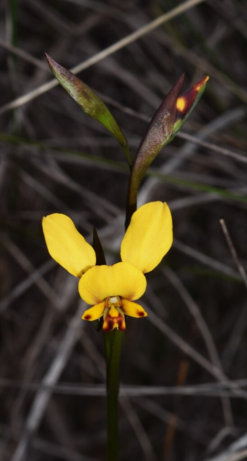 Diuris carecta photo 7