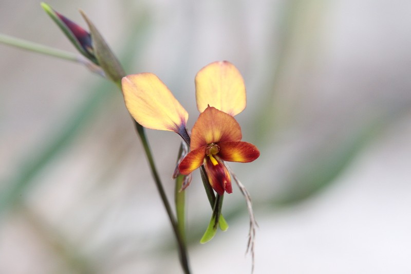 Diuris cruenta photo 2