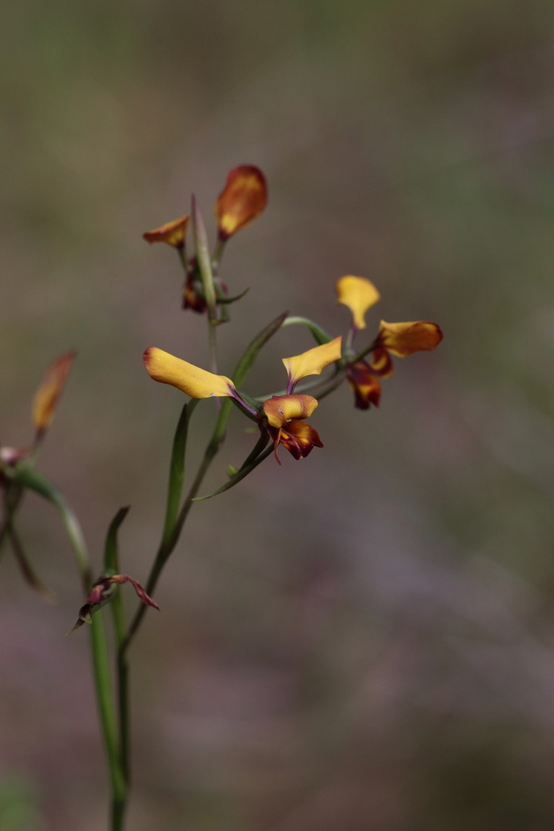 Diuris cruenta photo 3