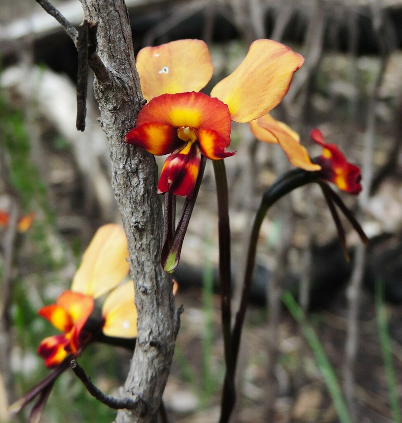 Diuris cruenta photo 4
