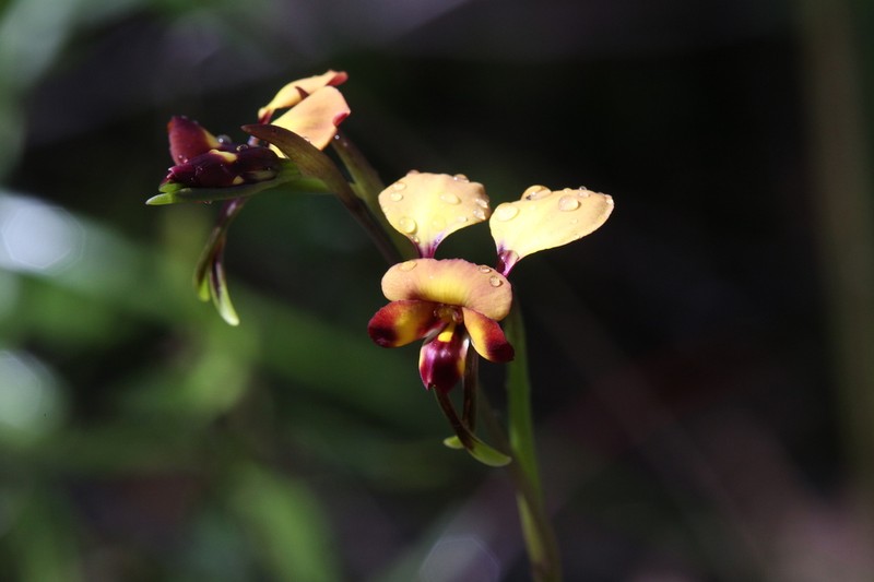 Diuris cruenta photo 5