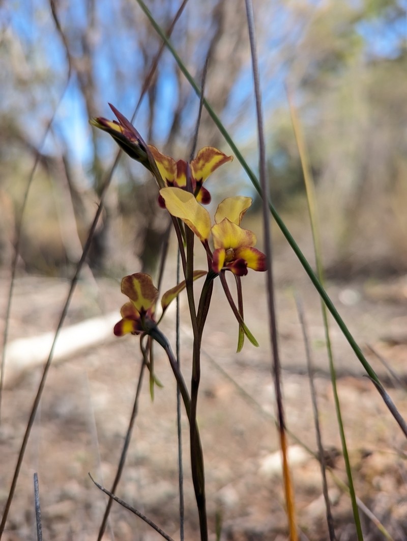 Diuris cruenta photo 6