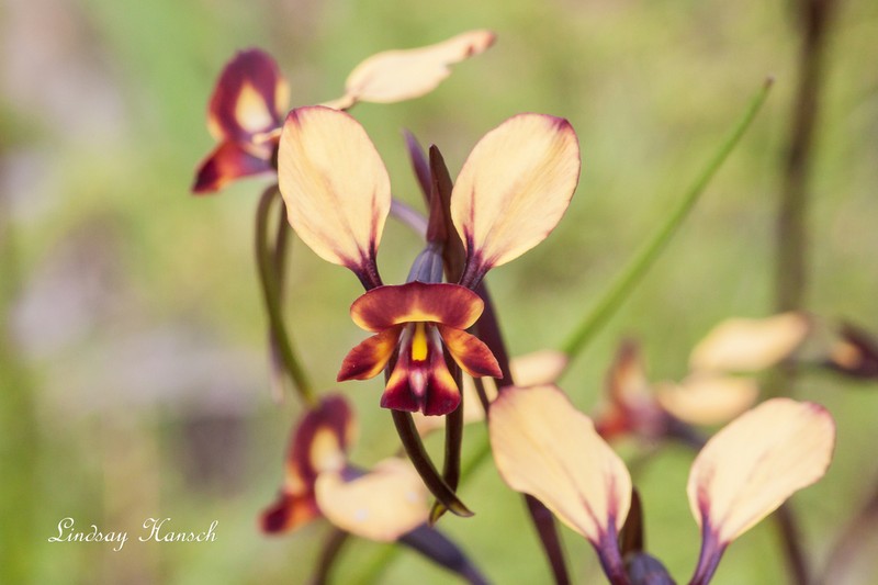 Diuris cruenta photo 7