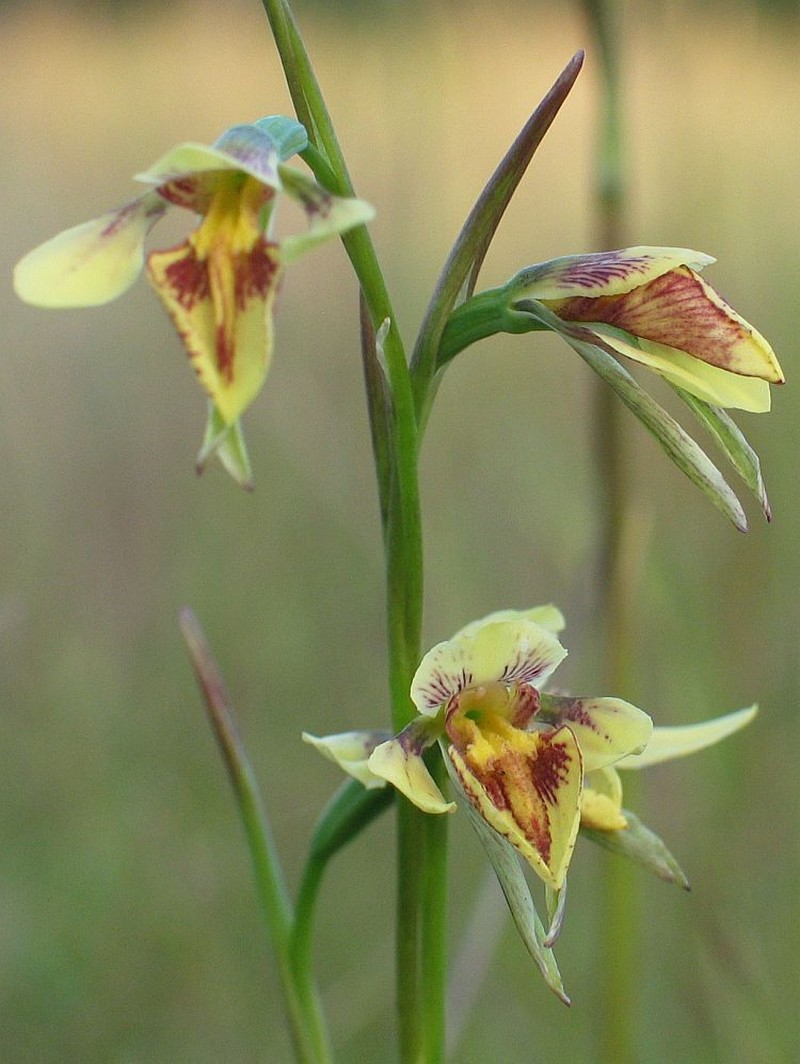 Diuris inopinus