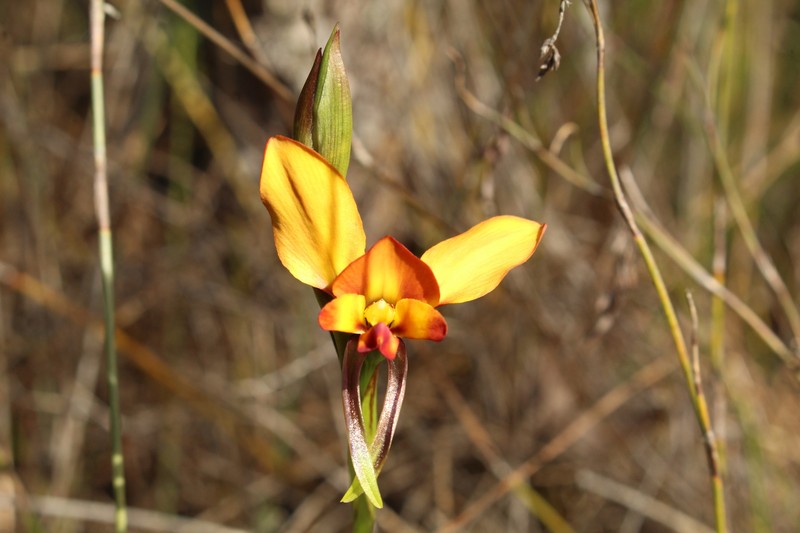 Diuris littoralis
