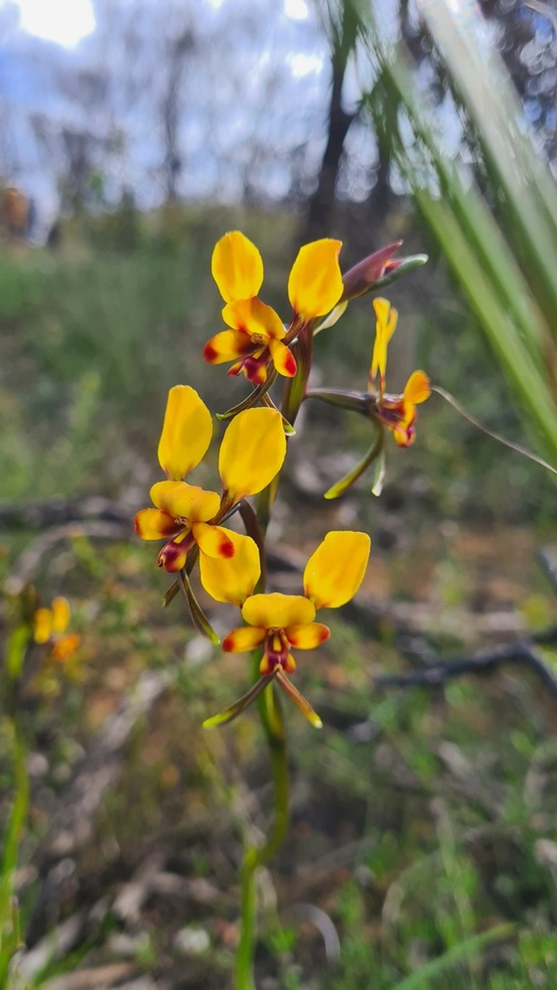 Diuris littoralis photo 2