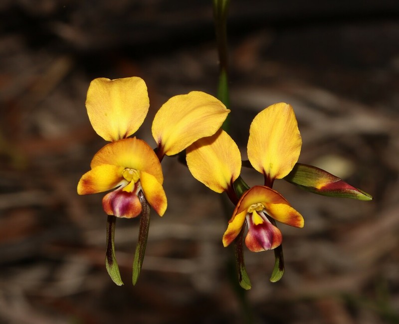 Diuris littoralis photo 3