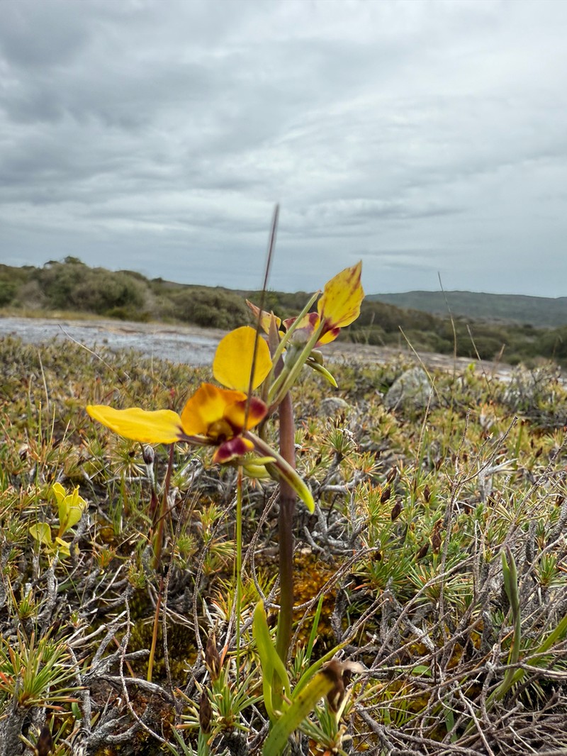 Diuris littoralis photo 4