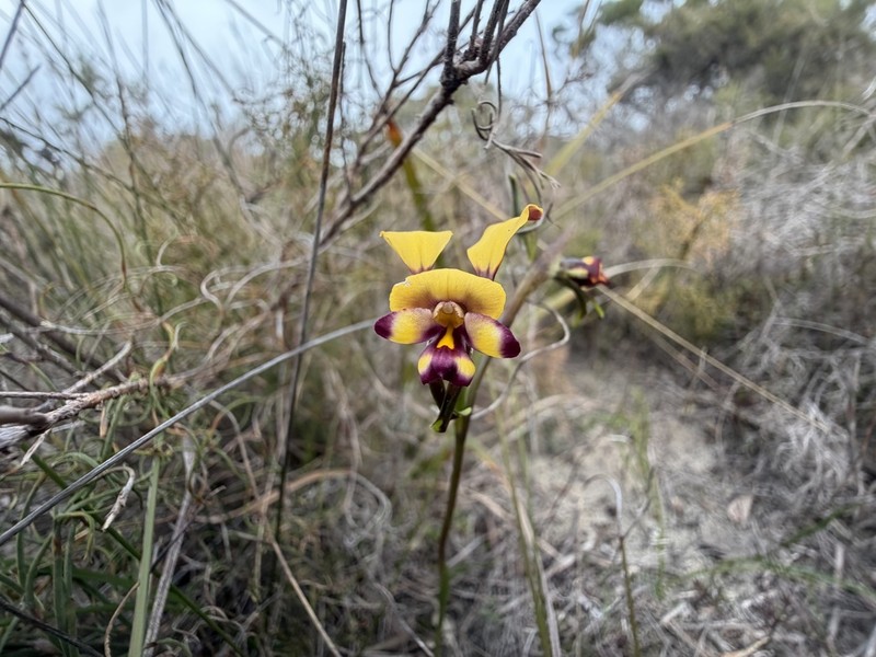 Diuris littoralis photo 5