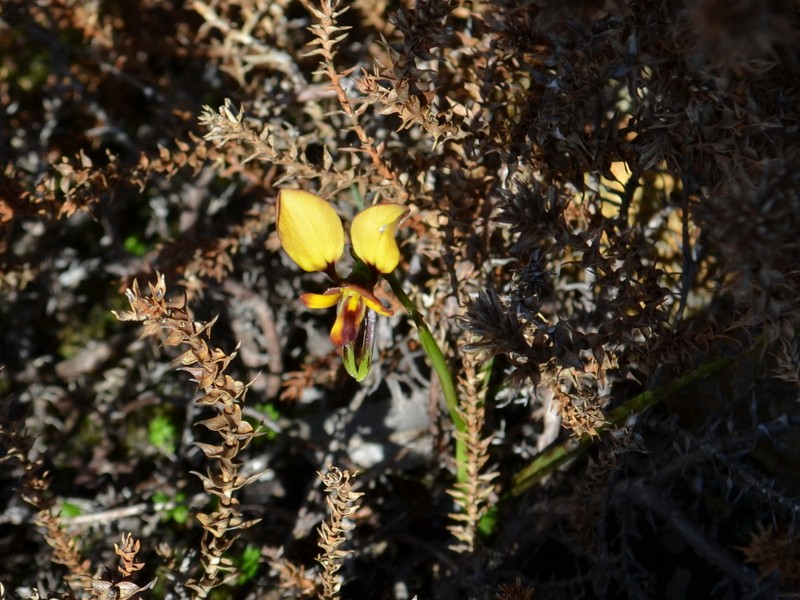 Diuris littoralis photo 6