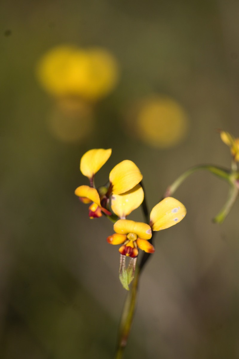 Diuris littoralis photo 7