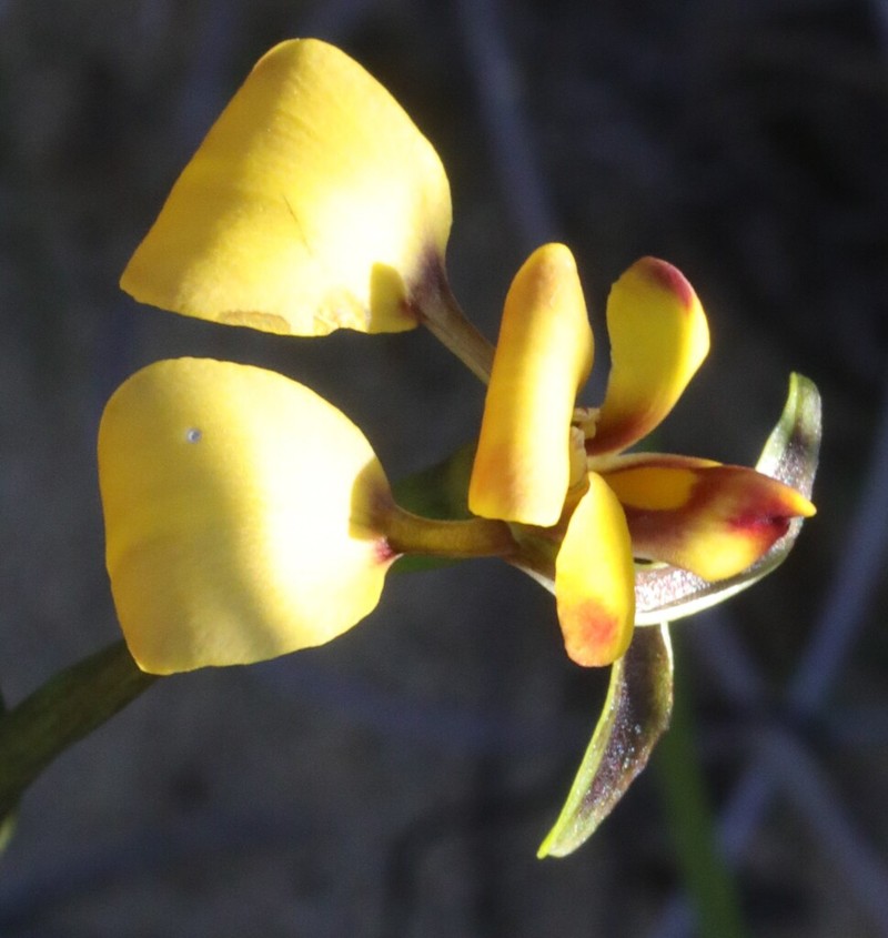 Diuris oraria photo 2