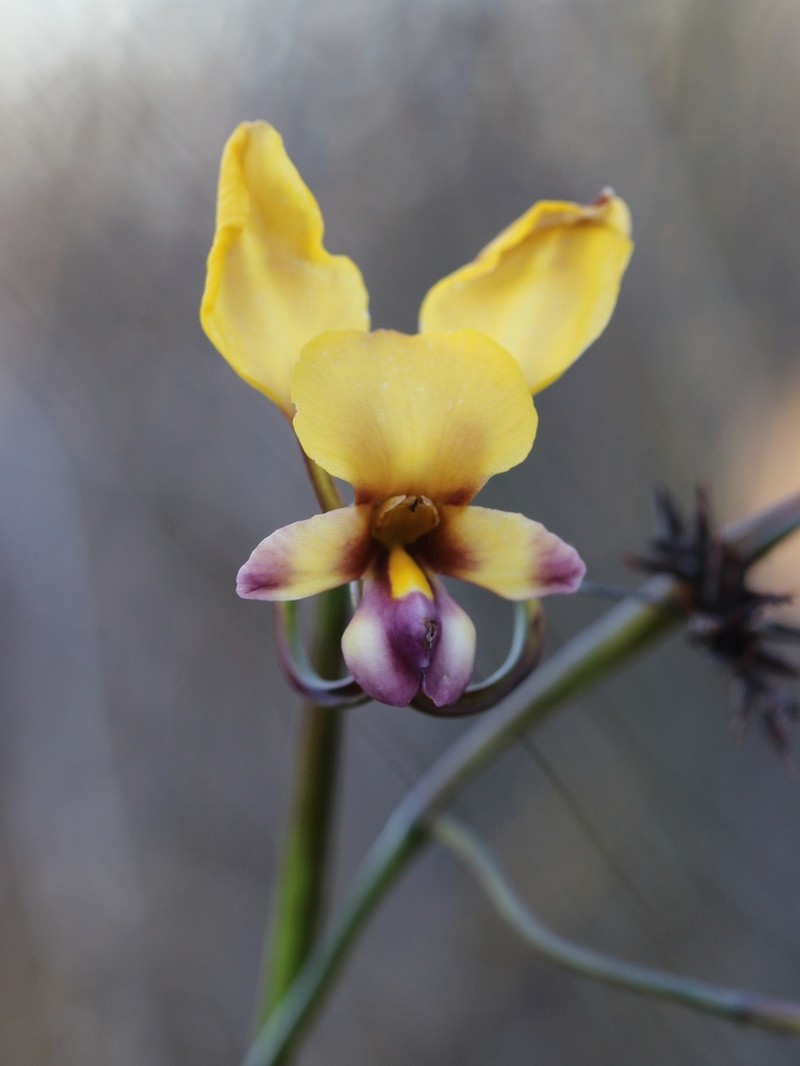 Diuris oraria photo 3