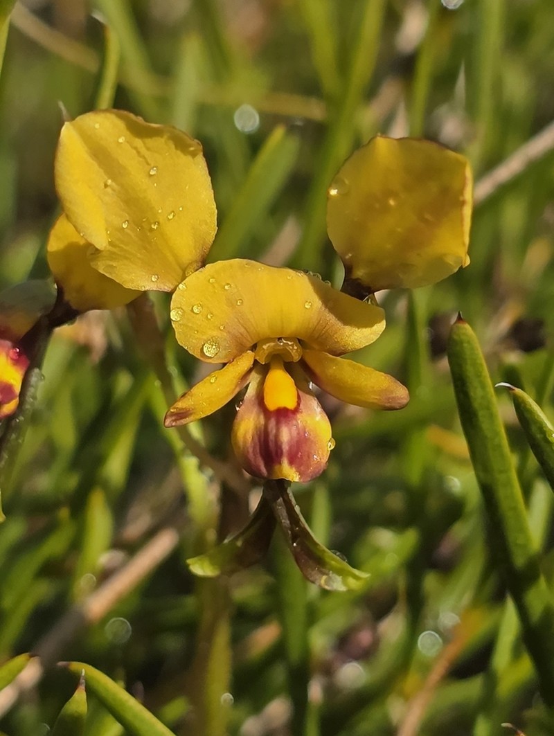 Diuris oraria photo 4
