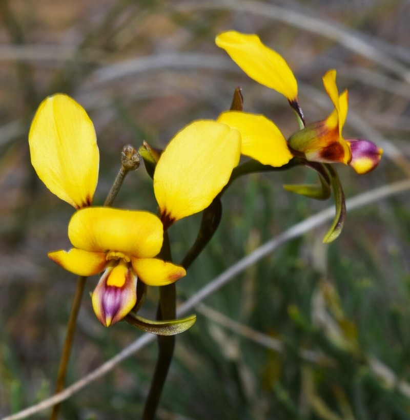 Diuris oraria photo 5