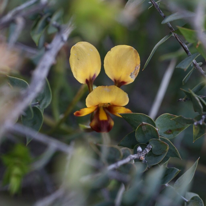 Diuris oraria photo 6