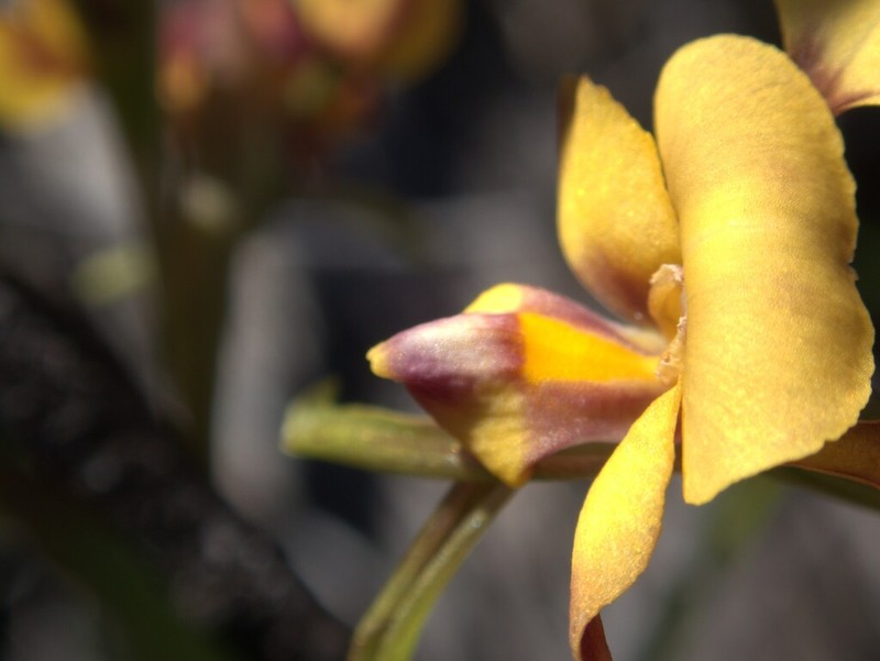 Diuris oraria photo 7