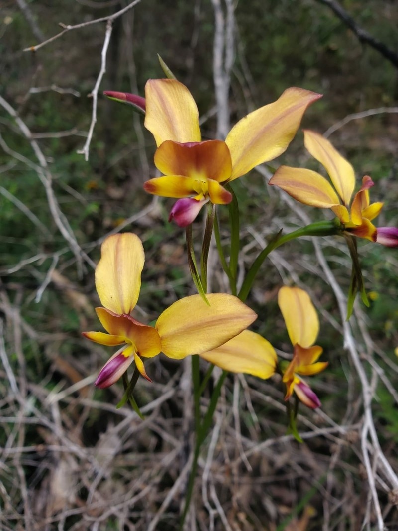 Diuris ostrina photo 2