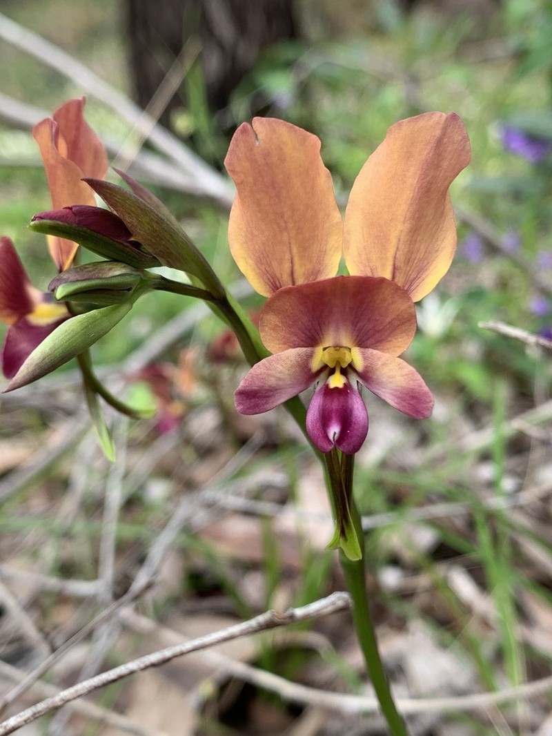 Diuris ostrina photo 3
