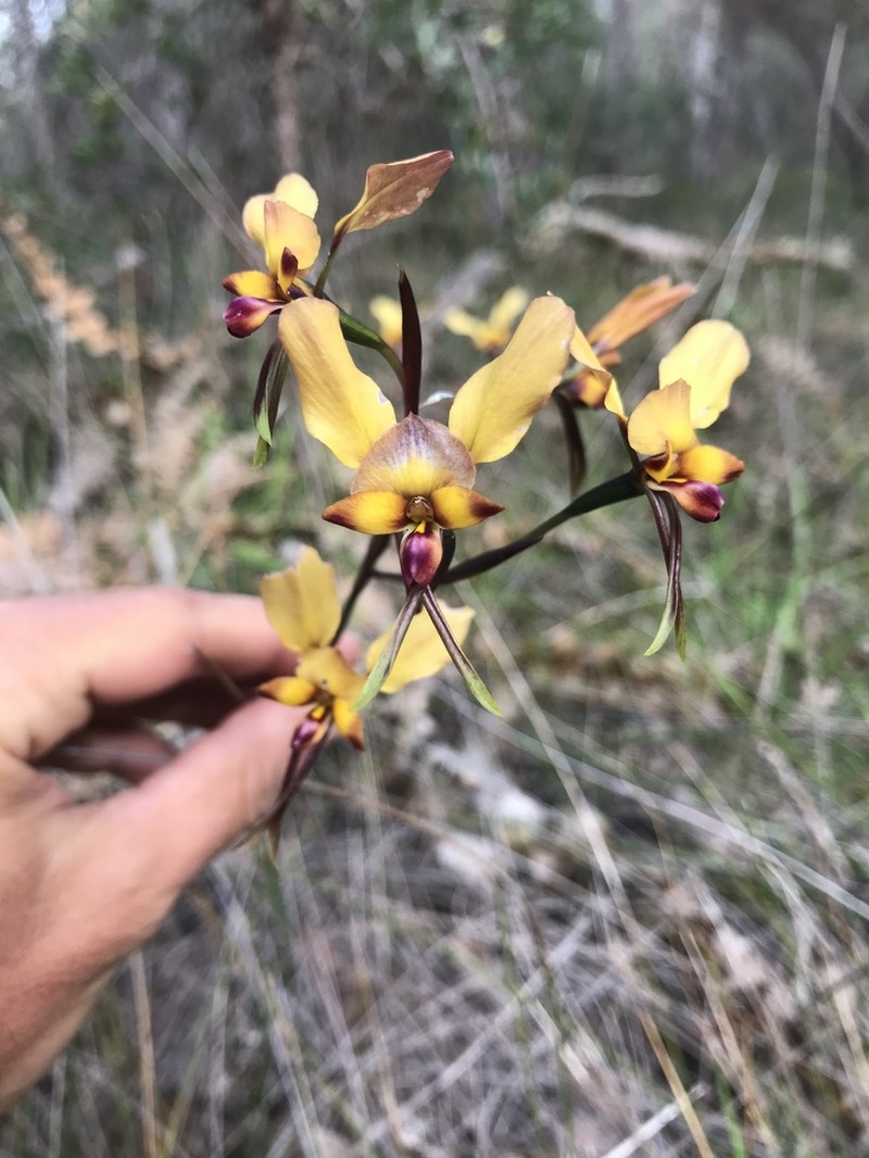 Diuris ostrina photo 4