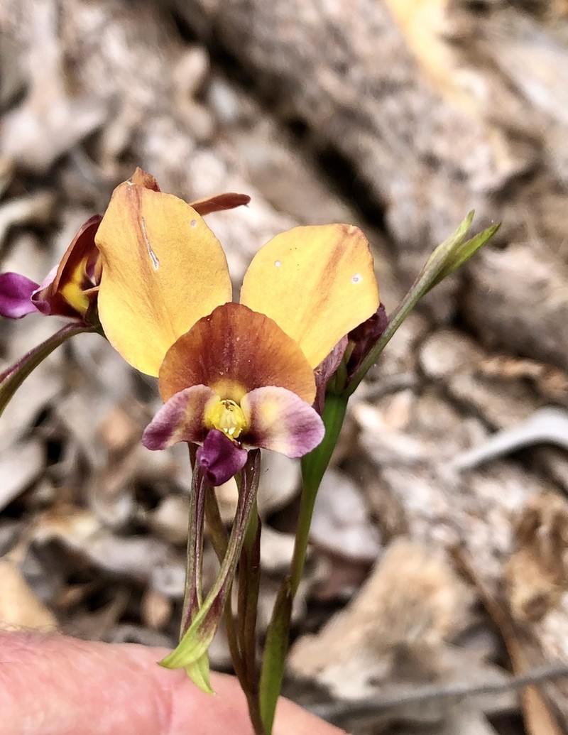 Diuris ostrina photo 5