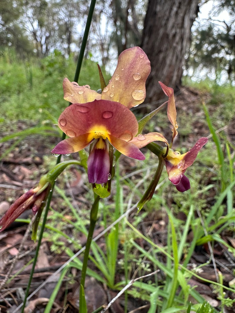 Diuris ostrina photo 6