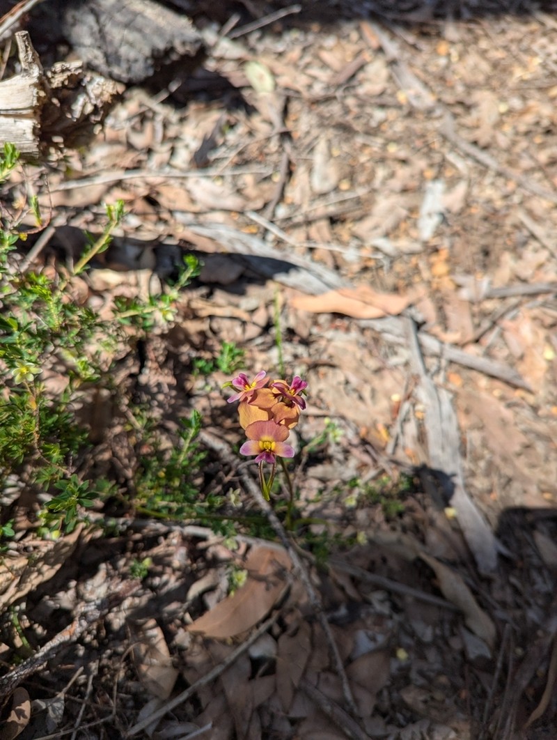 Diuris ostrina photo 7