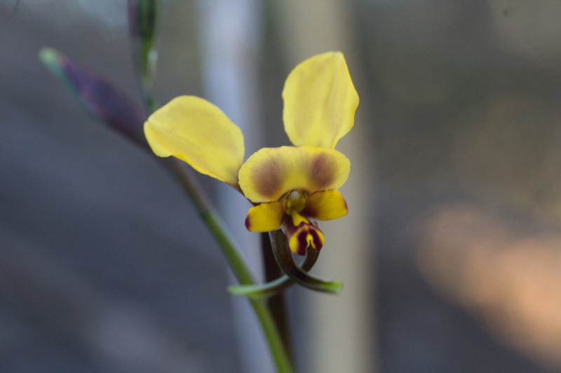 Diuris pallescens