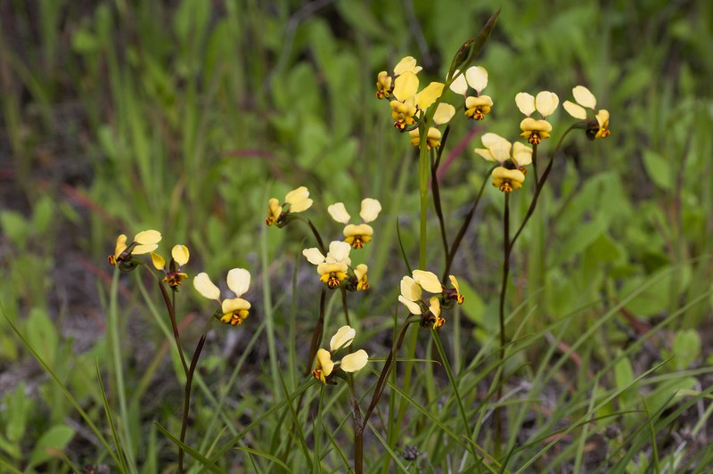 Diuris pallescens photo 2
