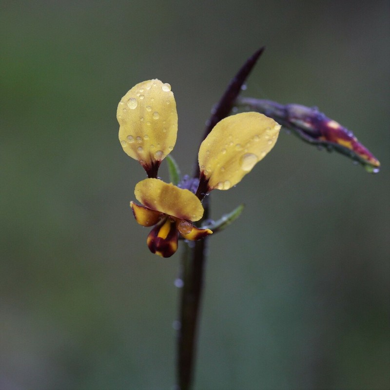 Diuris pallescens photo 3