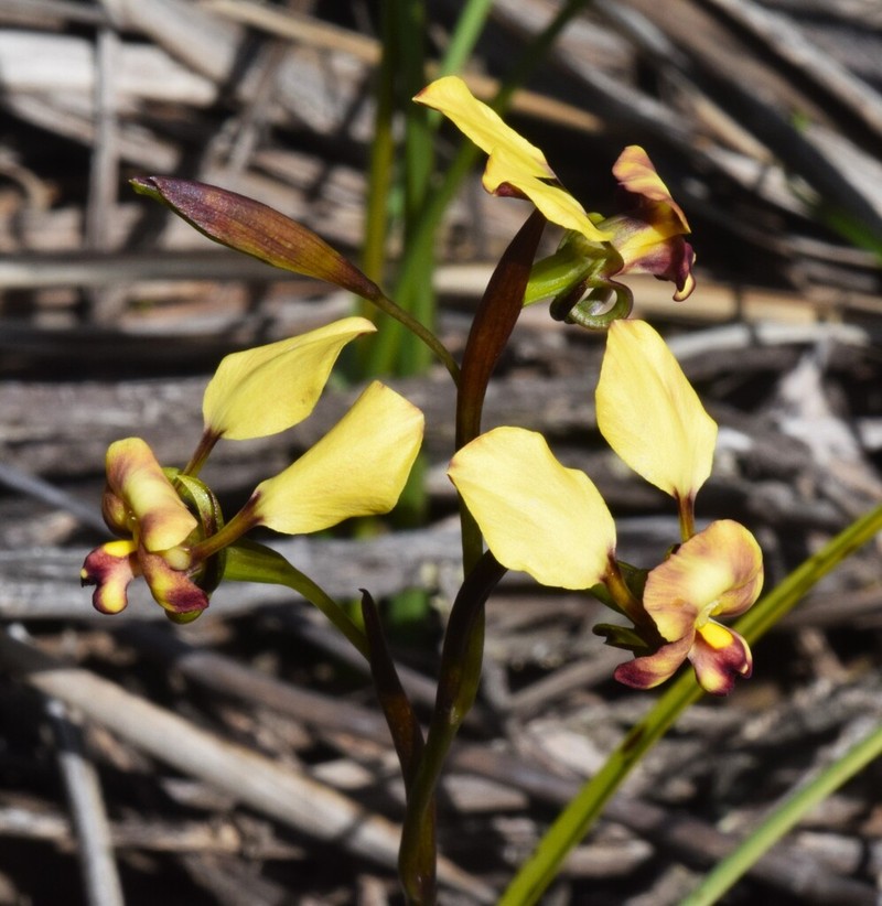 Diuris pallescens photo 4