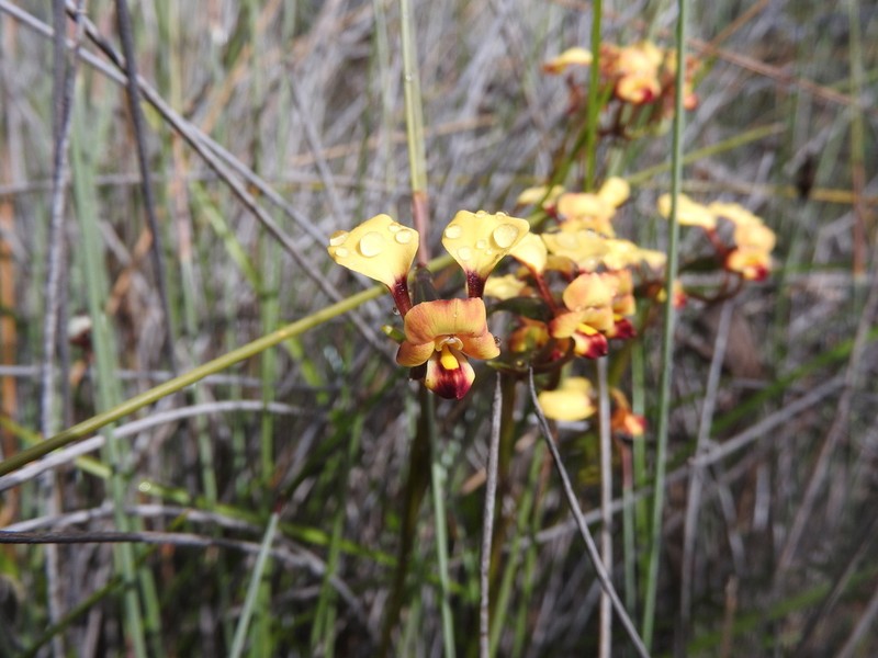 Diuris pallescens photo 5
