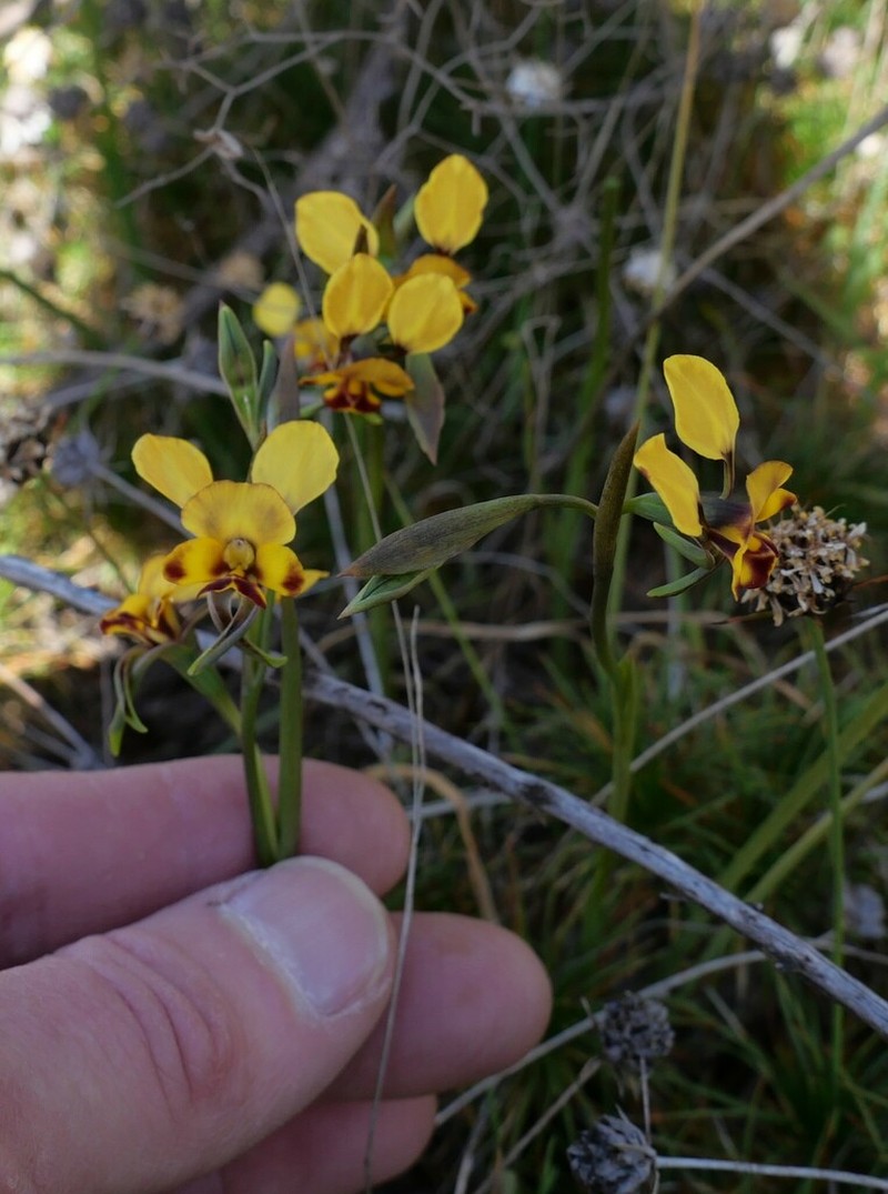 Diuris pallescens photo 7