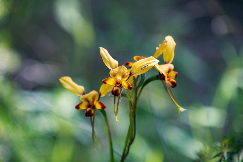 Diuris porphyrochila photo 2
