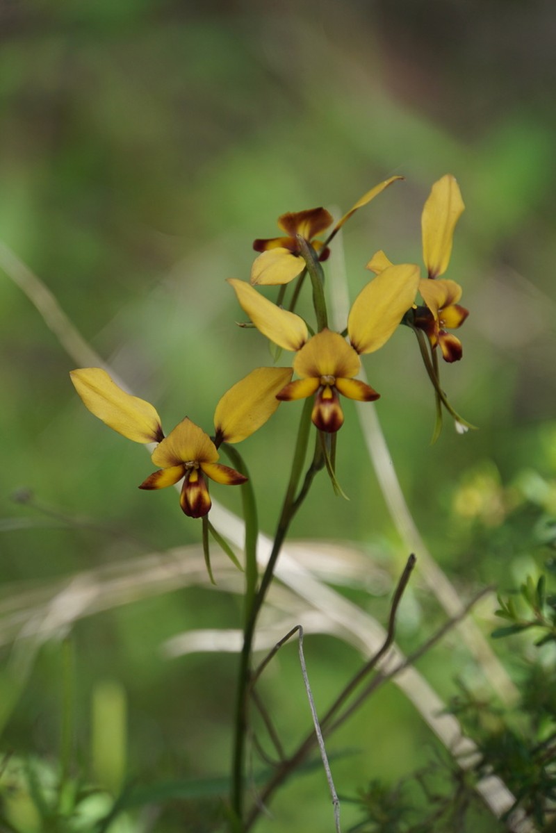 Diuris porphyrochila photo 3