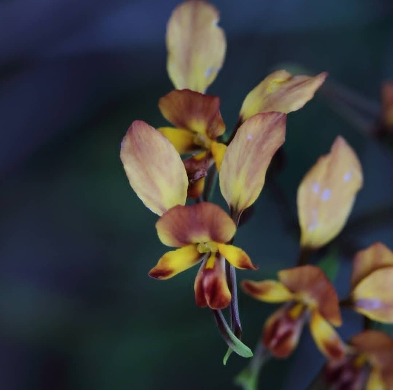 Diuris porphyrochila photo 4