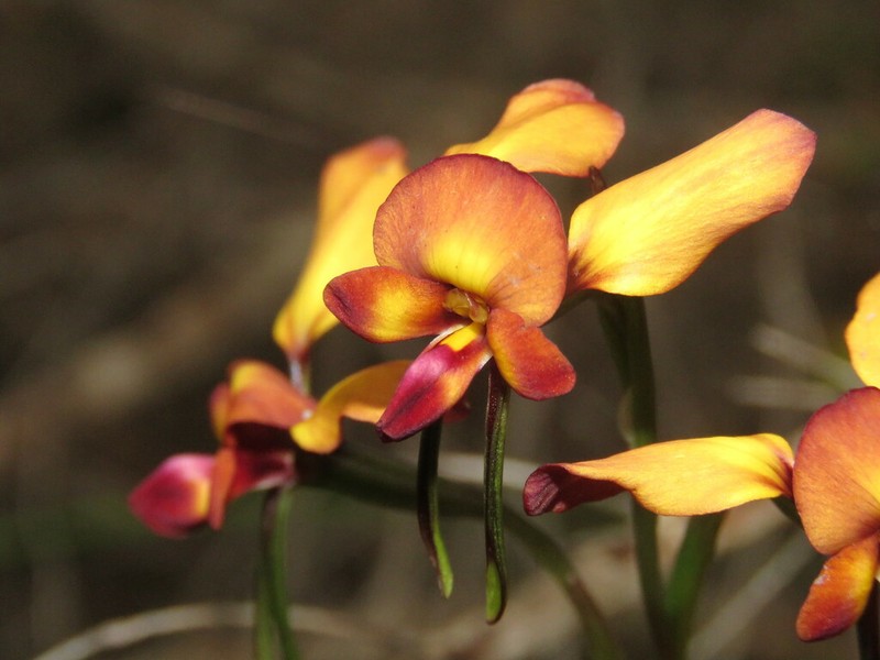 Diuris porphyrochila photo 5