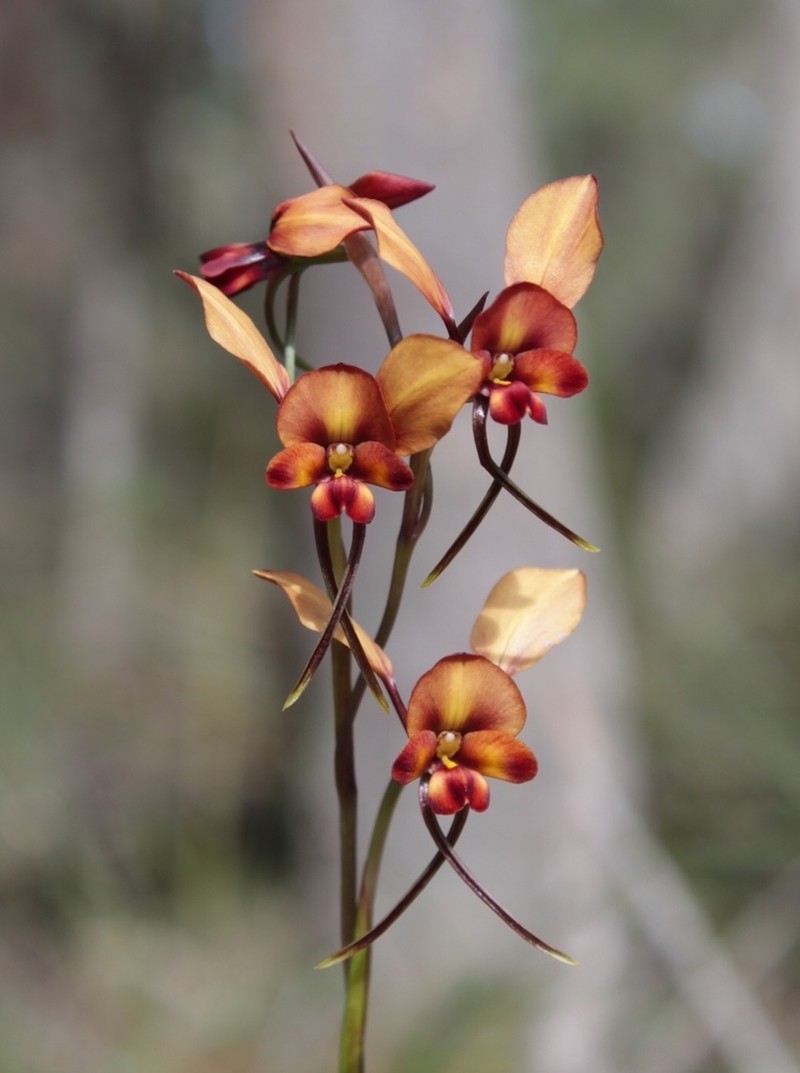 Diuris porphyrochila photo 6