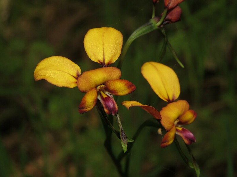 Diuris porphyrochila photo 7