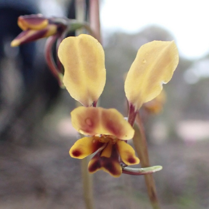 Diuris suffusa photo 2