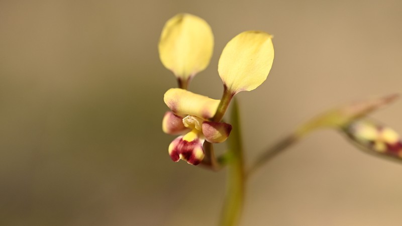 Diuris suffusa photo 3