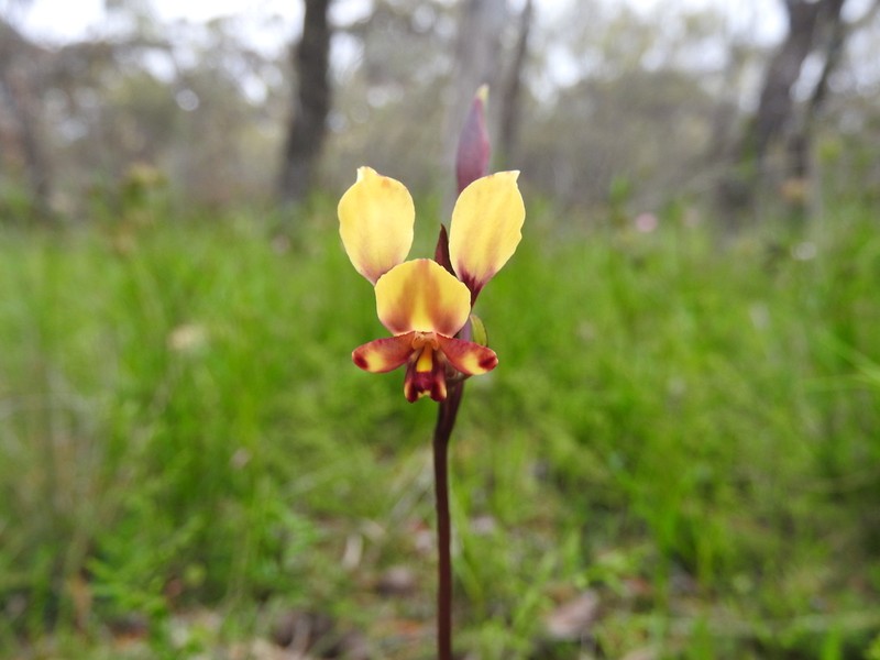 Diuris suffusa photo 4