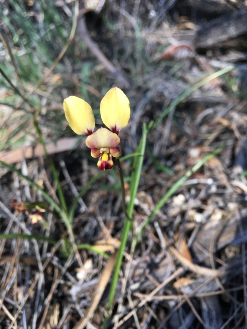 Diuris suffusa photo 5