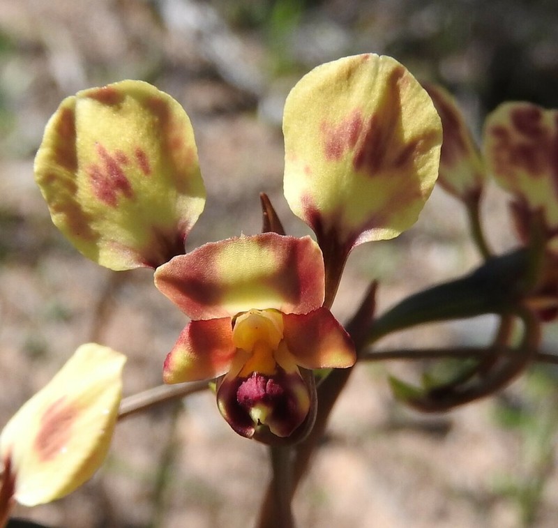 Diuris suffusa photo 6