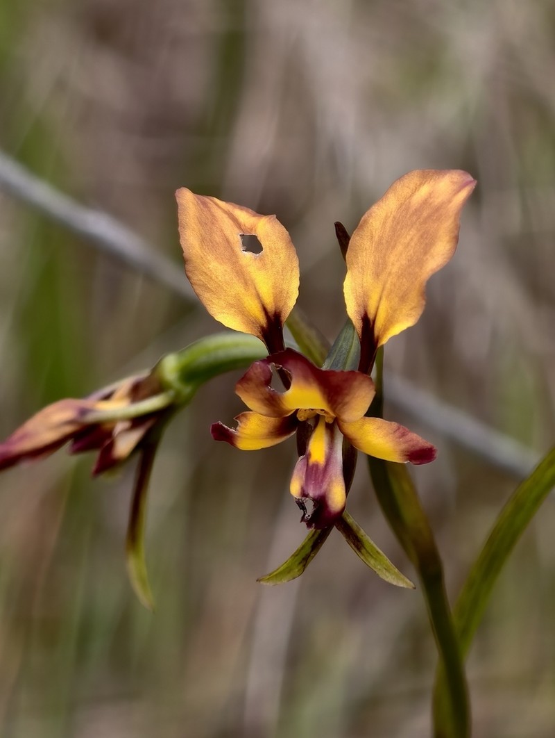 Diuris tinctoria